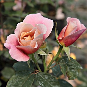 Pоза Далечни Барабани - оранжево - розов - Грандифлора–рози от флорибунда